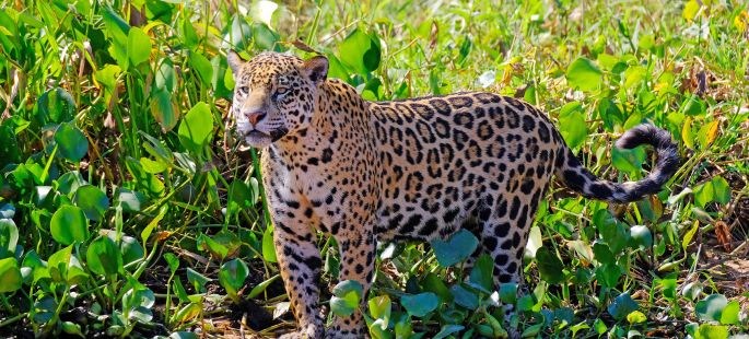 Imagem de PANTANAL - CUIABÁ